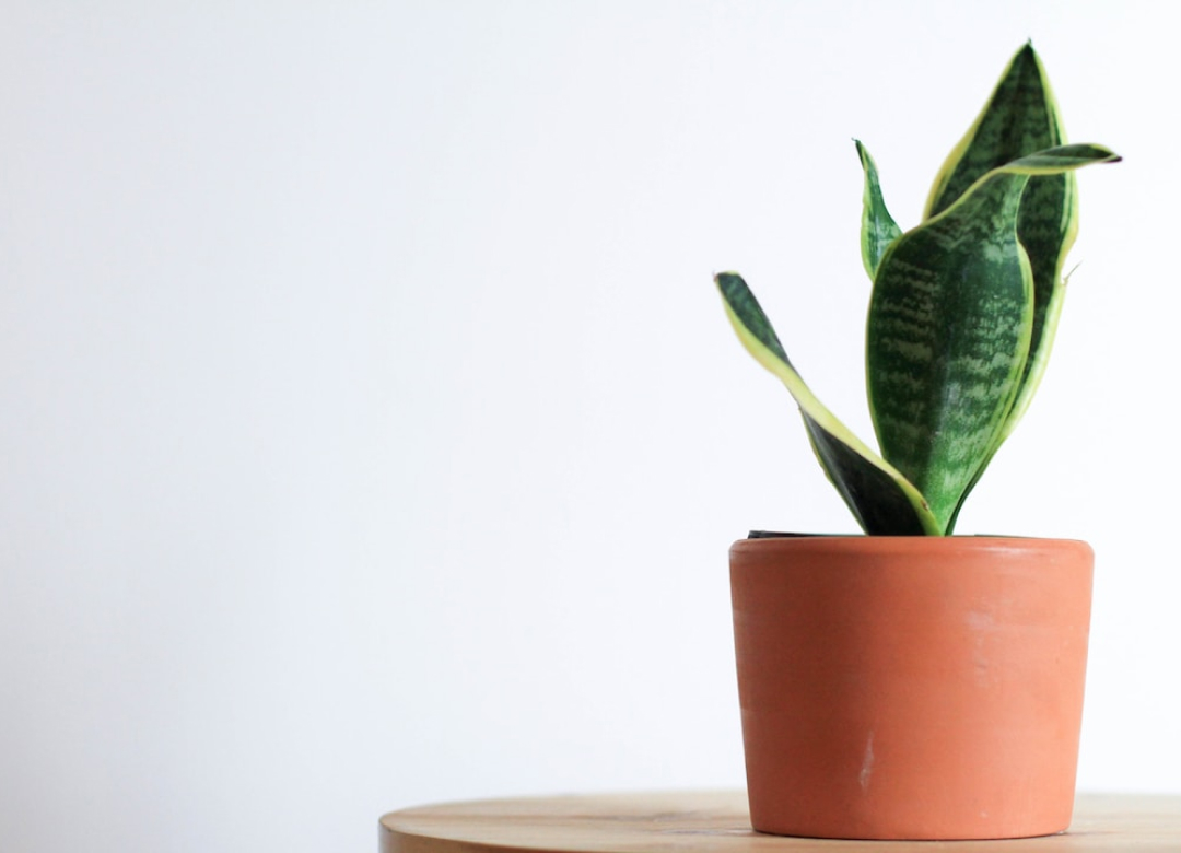 The Benefits of Plants in the Workplace